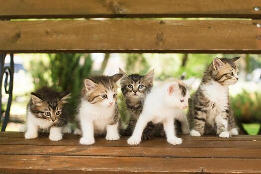 five kittens on a bench, in the summer photo